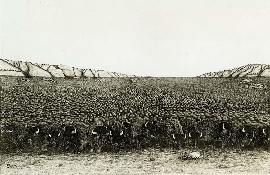 Enormous Buffalo Herds of the 1800s