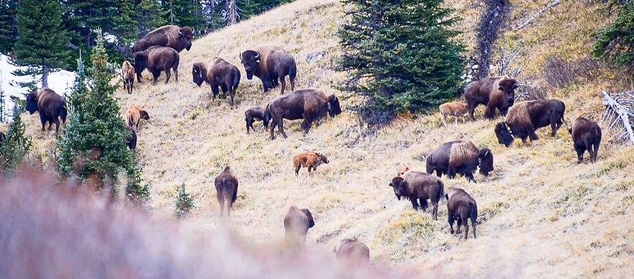 Part 2. Return of Wild Buffalo to Banff National Park