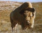 Legacy of White Buffalo—Big Medicine