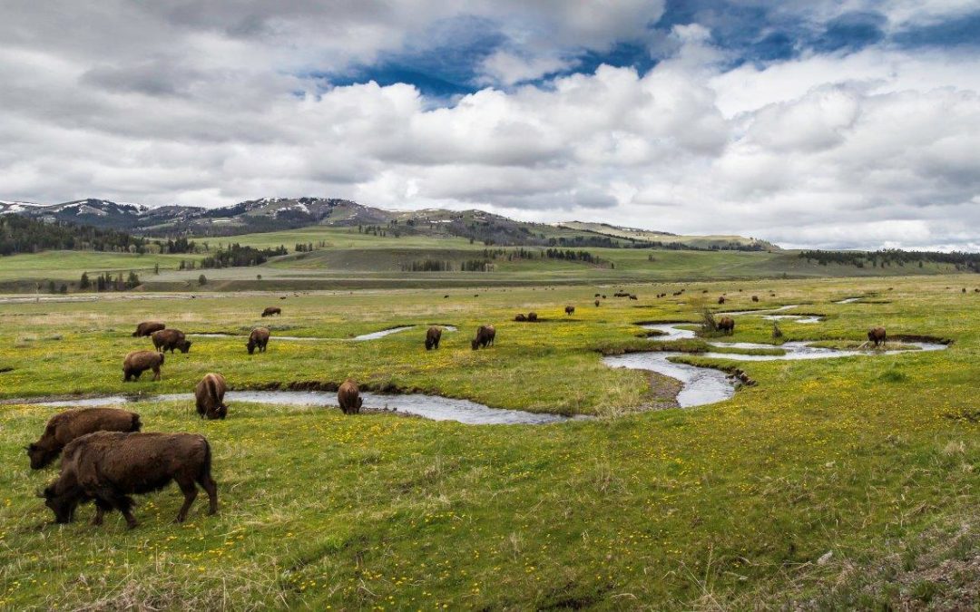 Yellowstone bison promote plant growth through summer