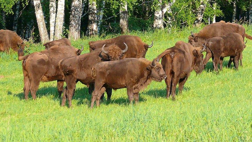 Wild European bison will roam free in England
