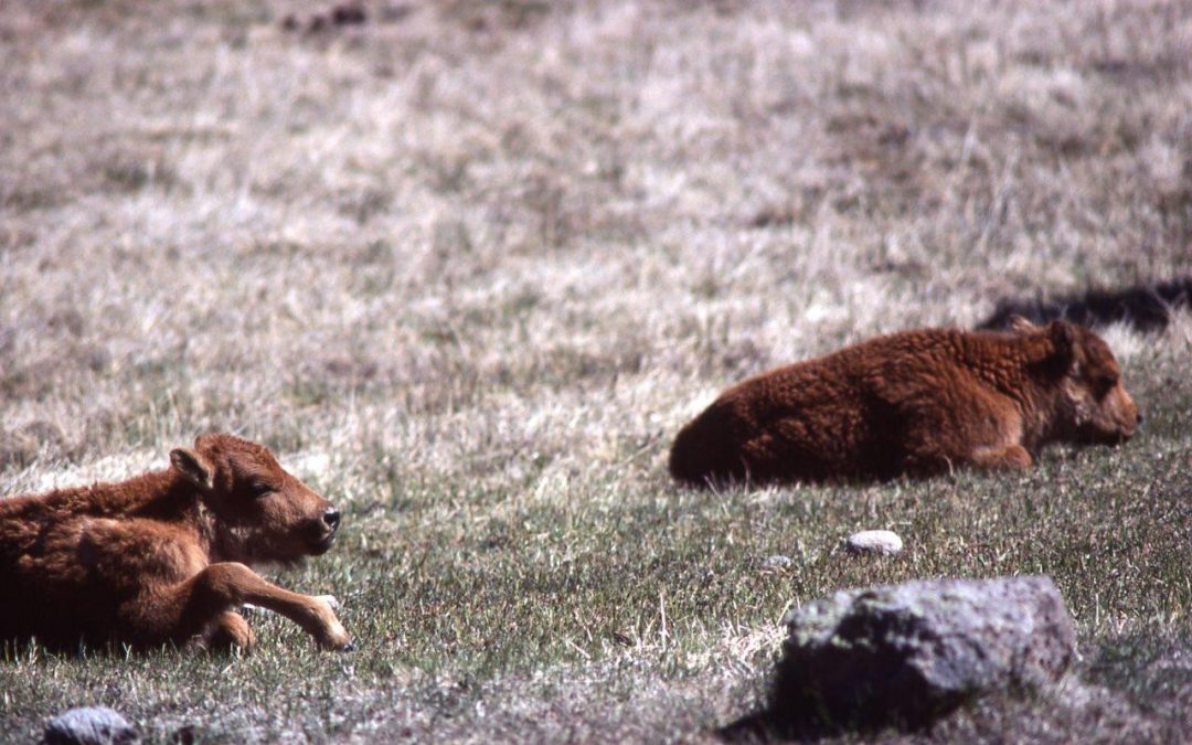 Sam Walking Coyote’s Buffalo calves
