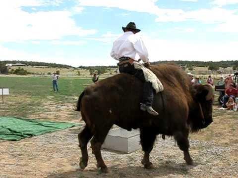 Harvey Wallbanger, racing buffalo - Tales and Trails