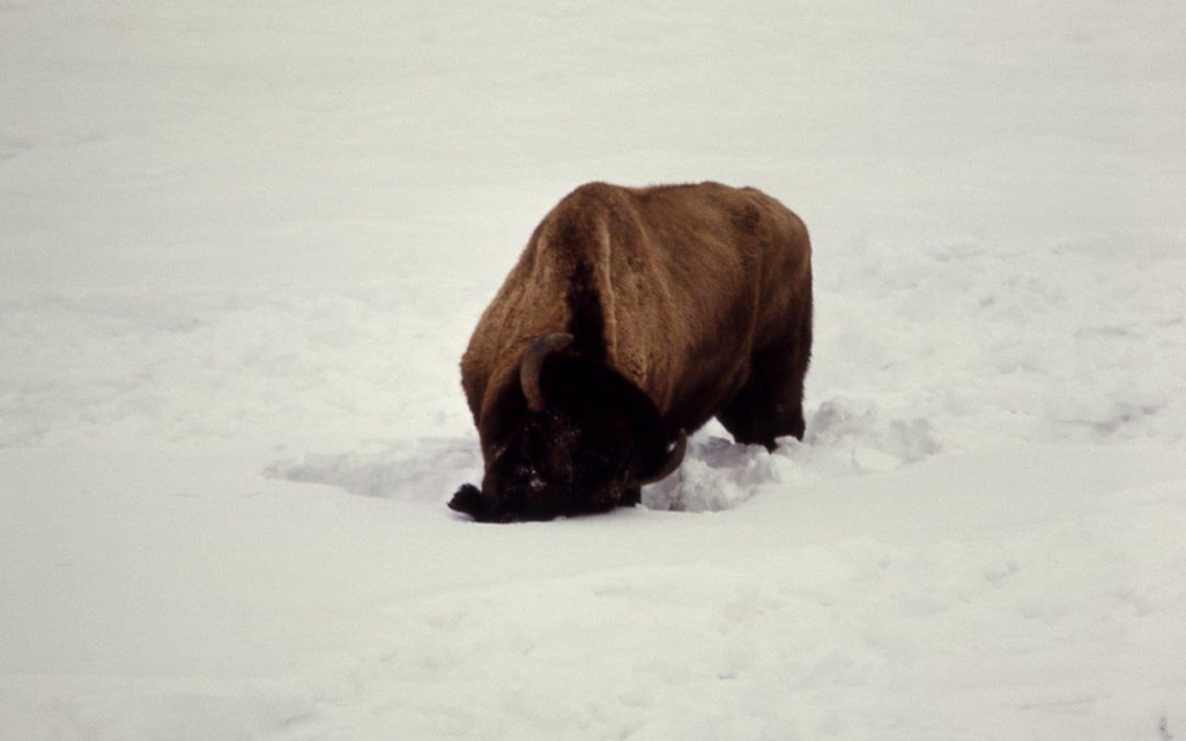 Buffalo Survival in Winter