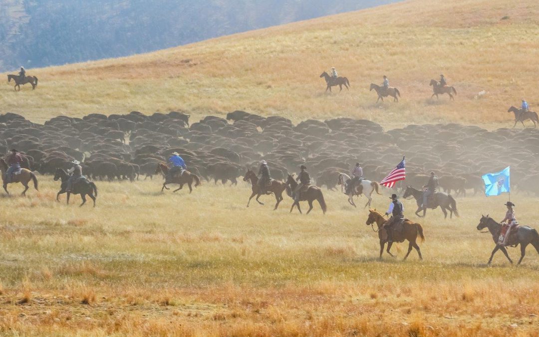 Thousands on Hand for Annual Buffalo Roundup Sep 24-26