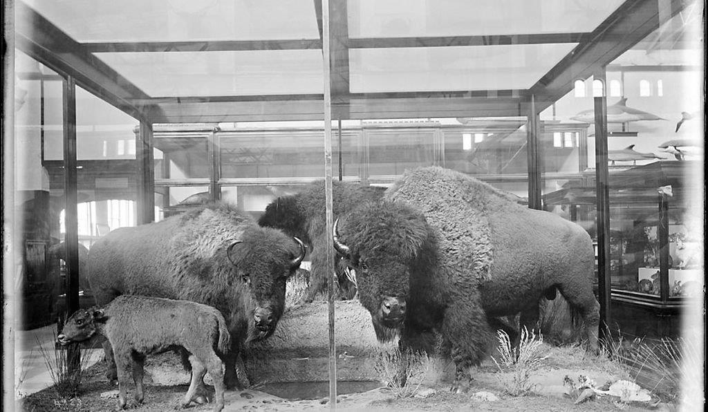 Hornaday’s taxidermy project of six buffalo