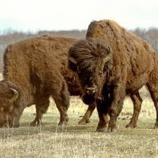 Wood Bison Versus Plains Buffalo