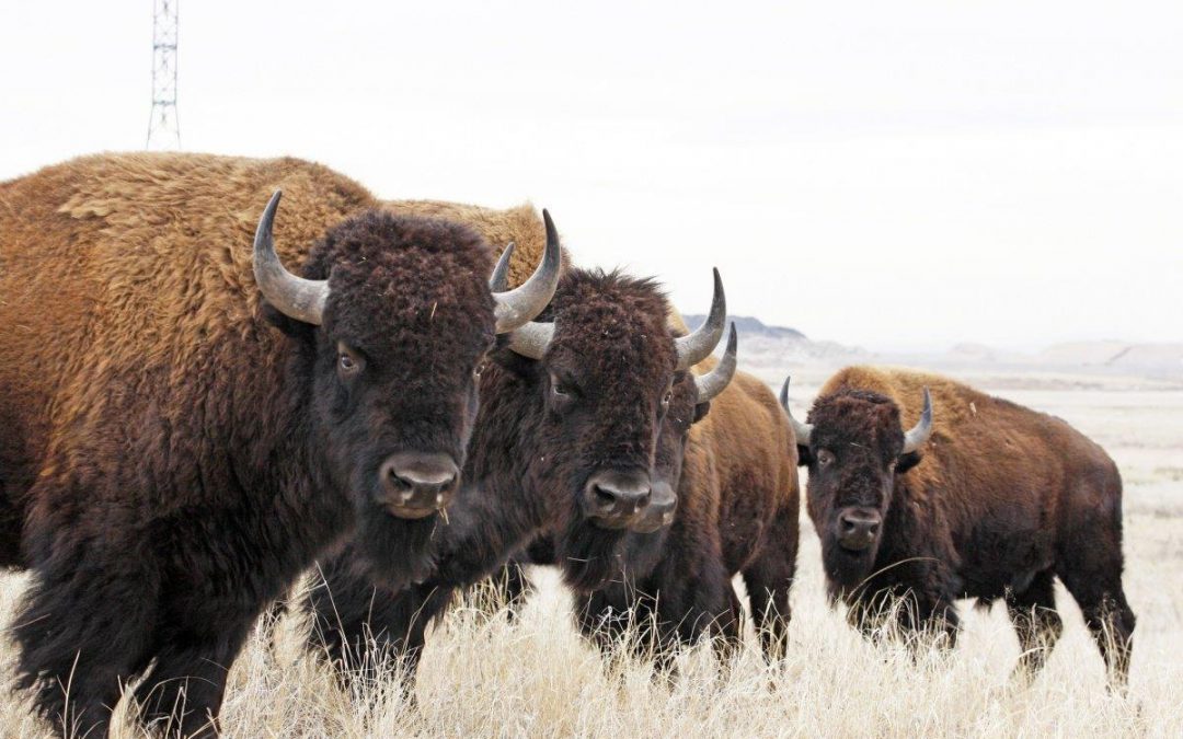 15 Facts About Our National Mammal: The American Bison