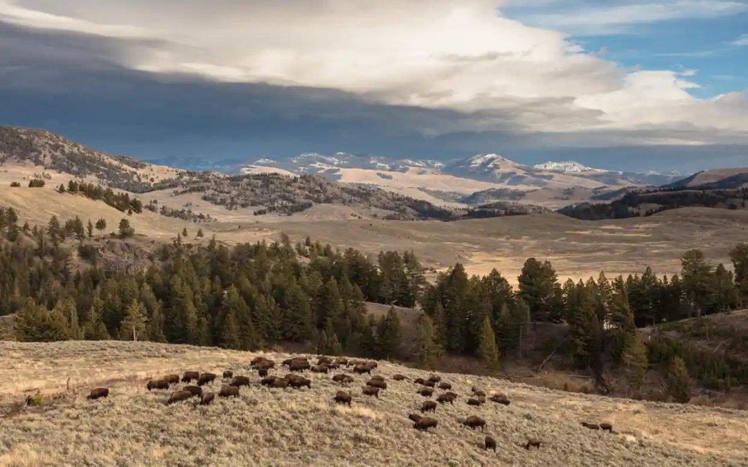 Part 2—ITBC, 30 years—Yellowstone Bison Dilemma