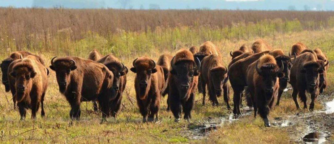 Traditions of Buffalo Origin