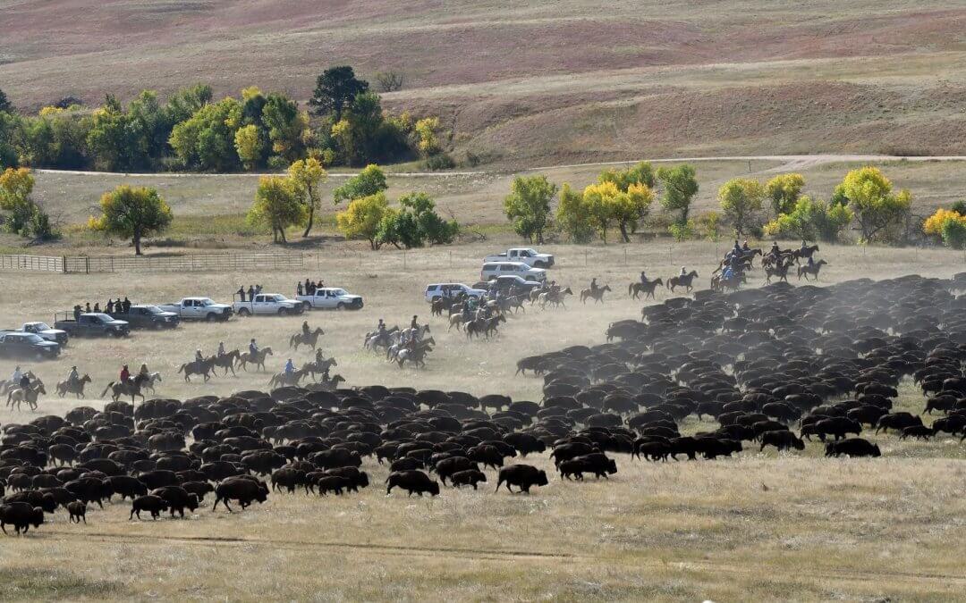 5M Donation made for new Custer State Park Bison Center