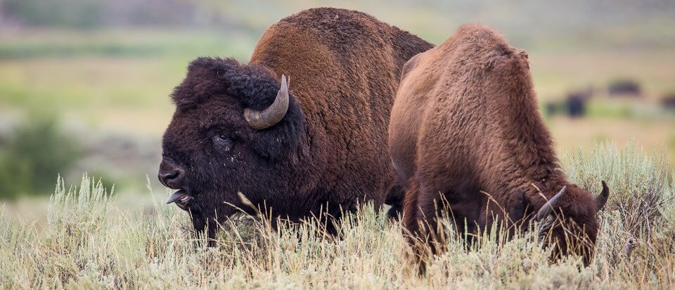 Bison Sounds and Vocalization