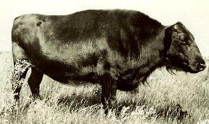 Crossbreeding Buffalo in U.S.—Part 1