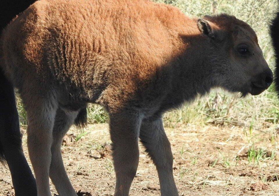 It’s a Girl! Bison Herd at Wanuskewin Heritage Park Welcomes New Member