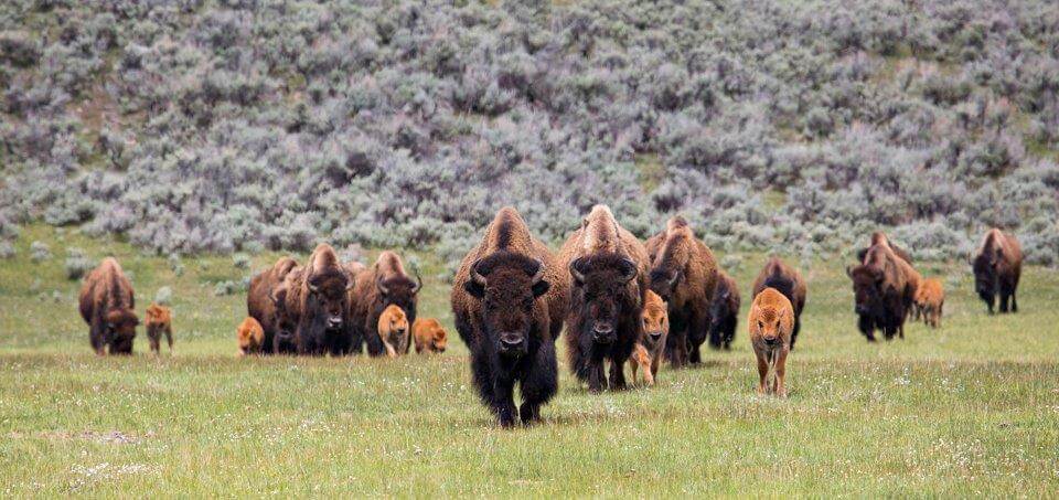 What is Birth Synchrony in American Bison?