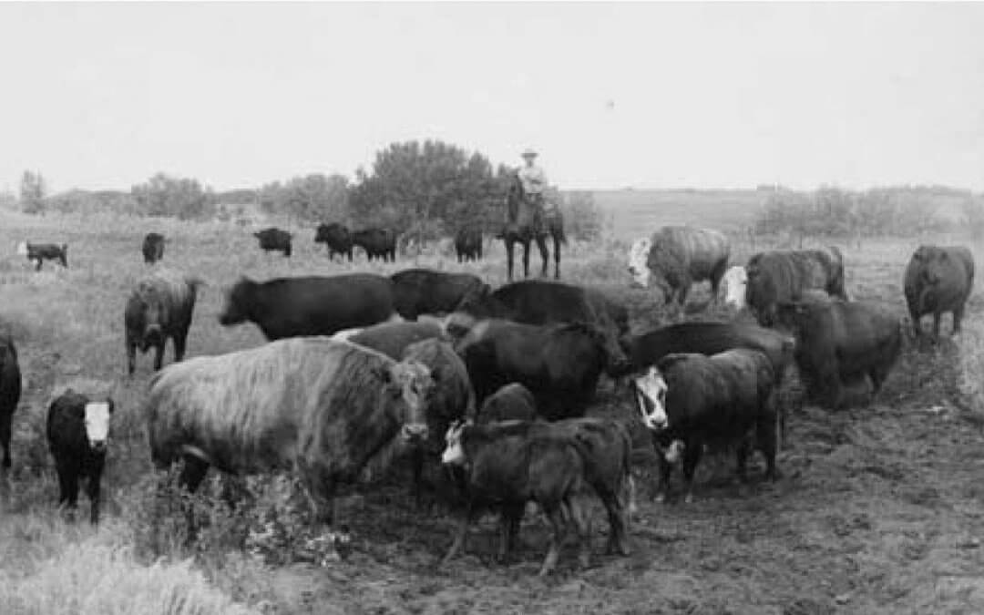 Part 2—Crossbreeding Buffalo in Canada
