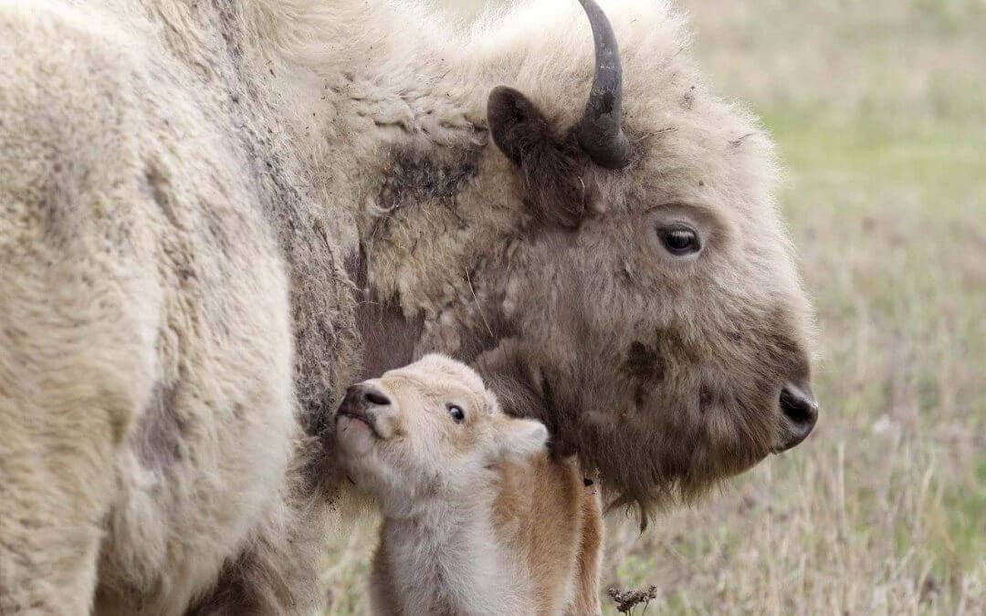 8th White Bison born to Herd at Sioux Valley Dakota Nation