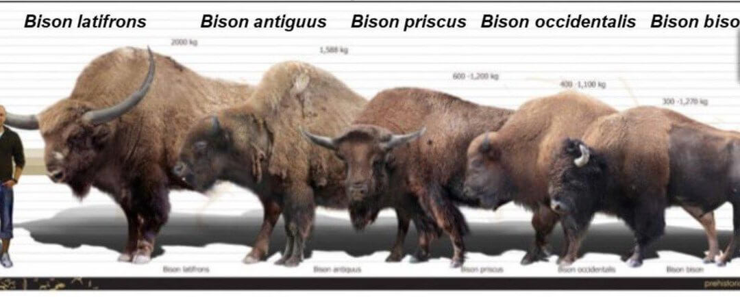The Incredible Shrinking Buffalo