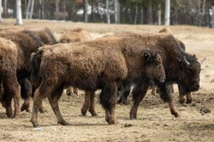 More wood bison headed for Innoko River region